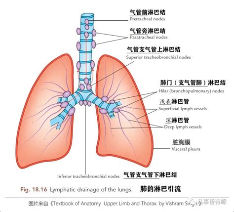 肺 位置|肺部